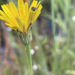 Australiphthiria hilaris at Booth, ACT - 1 Jan 2022 01:34 PM