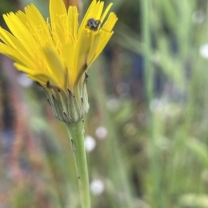 Australiphthiria hilaris at Booth, ACT - 1 Jan 2022