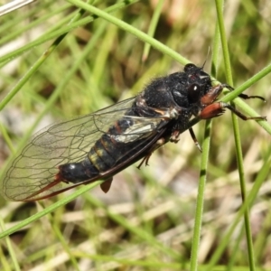 Yoyetta sp. nr spectabilis at Booth, ACT - 2 Jan 2022 12:18 PM