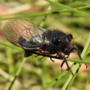 Yoyetta sp. nr spectabilis at Booth, ACT - 2 Jan 2022 12:18 PM