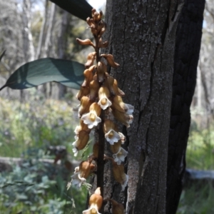 Gastrodia procera at Booth, ACT - 2 Jan 2022