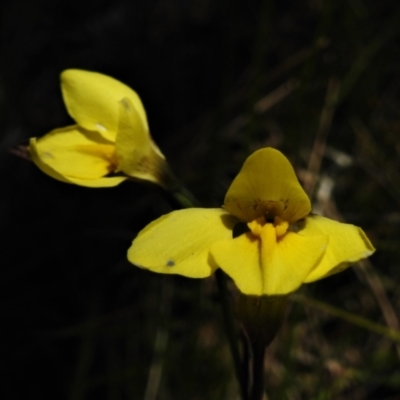 Diuris monticola (Highland Golden Moths) at Booth, ACT - 2 Jan 2022 by JohnBundock