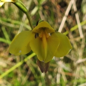 Diuris monticola at Booth, ACT - suppressed