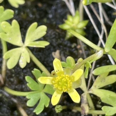 Ranunculus amphitrichus (Small River Buttercup) at Booth, ACT - 1 Jan 2022 by JaneR