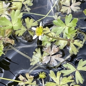 Ranunculus amphitrichus at Booth, ACT - 1 Jan 2022