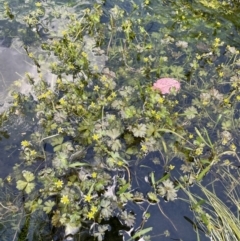 Ranunculus amphitrichus at Booth, ACT - 1 Jan 2022