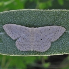 Scopula optivata (Varied Wave) at Booth, ACT - 2 Jan 2022 by JohnBundock