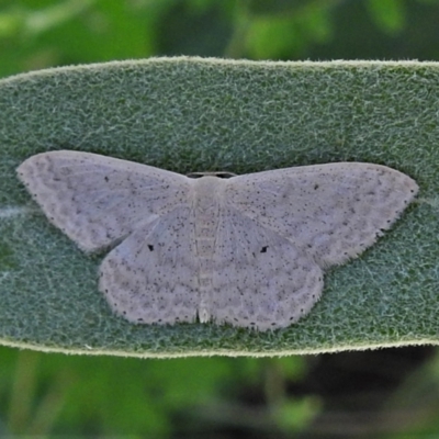 Scopula optivata (Varied Wave) at Booth, ACT - 1 Jan 2022 by JohnBundock