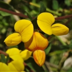 Lotus corniculatus (Birds-Foot Trefoil) at Booth, ACT - 2 Jan 2022 by JohnBundock