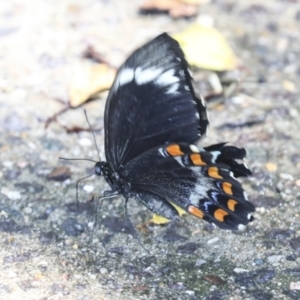Papilio aegeus at Higgins, ACT - 1 Jan 2022