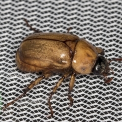 Cyclocephala signaticollis (Argentinian scarab) at Higgins, ACT - 1 Jan 2022 by AlisonMilton