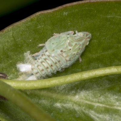 Siphanta acuta (Green planthopper, Torpedo bug) at Higgins, ACT - 1 Jan 2022 by AlisonMilton