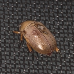 Anoplognathus porosus (Porosus Christmas beetle) at Higgins, ACT - 1 Jan 2022 by AlisonMilton