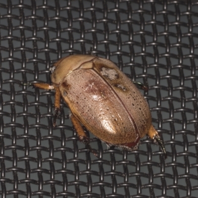 Anoplognathus porosus (Porosus Christmas beetle) at Higgins, ACT - 1 Jan 2022 by AlisonMilton