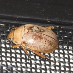 Anoplognathus porosus at Higgins, ACT - 1 Jan 2022