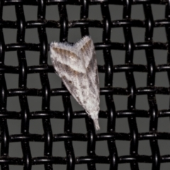 Nola paromoea (Divided Tuft-moth) at Higgins, ACT - 30 Dec 2021 by AlisonMilton