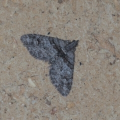 Phrissogonus laticostata (Apple looper moth) at Higgins, ACT - 31 Dec 2021 by AlisonMilton