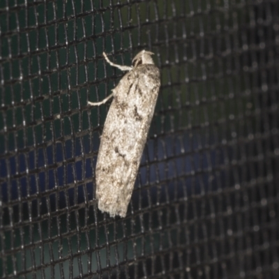 Philobota philostaura (A Concealer moth (Philobota group)) at Higgins, ACT - 31 Dec 2021 by AlisonMilton