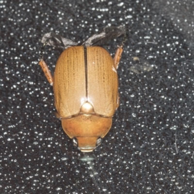 Anoplognathus sp. (genus) (Unidentified Christmas beetle) at Higgins, ACT - 2 Jan 2022 by AlisonMilton