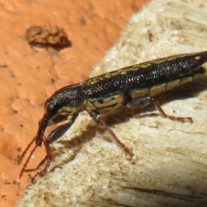 Rhinotia sp. (genus) at Flynn, ACT - 2 Jan 2022