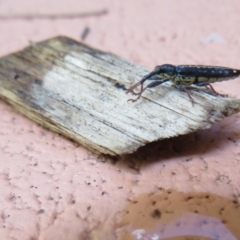 Rhinotia sp. (genus) at Flynn, ACT - 2 Jan 2022