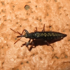 Rhinotia sp. (genus) at Flynn, ACT - 2 Jan 2022
