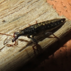 Rhinotia sp. (genus) at Flynn, ACT - 2 Jan 2022