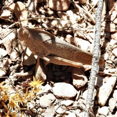 Goniaea australasiae (Gumleaf grasshopper) at Booth, ACT - 2 Jan 2022 by JohnBundock