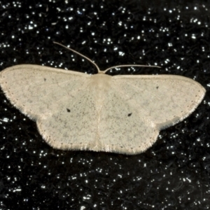 Scopula optivata at Higgins, ACT - 31 Dec 2021