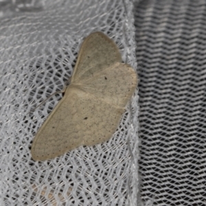 Scopula optivata at Higgins, ACT - 31 Dec 2021