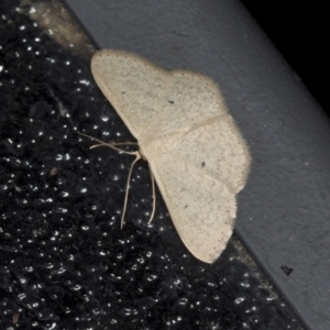 Scopula optivata at Higgins, ACT - 31 Dec 2021