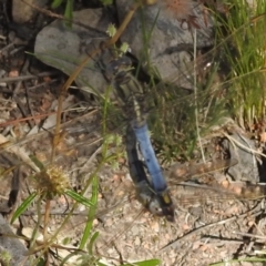 Orthetrum caledonicum (Blue Skimmer) at McQuoids Hill - 31 Dec 2021 by HelenCross