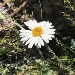 Celmisia tomentella (Common Snow Daisy) at Rendezvous Creek, ACT - 22 Dec 2021 by Tapirlord
