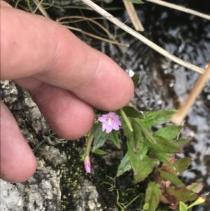 Epilobium gunnianum at Rendezvous Creek, ACT - 22 Dec 2021 01:01 PM