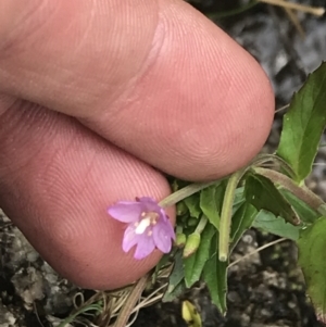 Epilobium gunnianum at Rendezvous Creek, ACT - 22 Dec 2021 01:01 PM