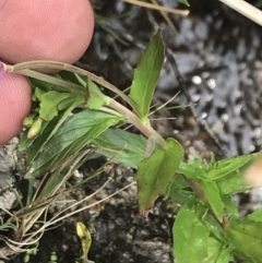 Epilobium gunnianum at Rendezvous Creek, ACT - 22 Dec 2021 01:01 PM