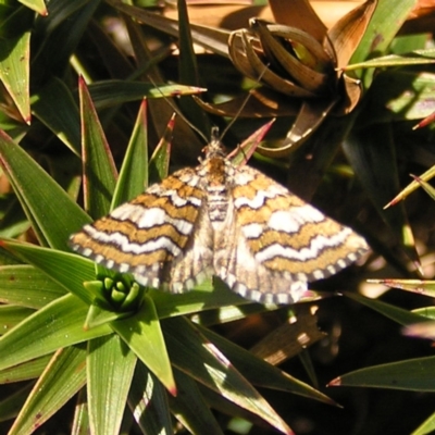 Melitulias discophora (Four-banded Carpet) at Munyang, NSW - 28 Dec 2021 by MatthewFrawley