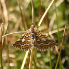 Melitulias discophora at Munyang, NSW - 29 Dec 2021