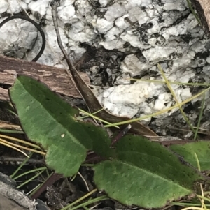 Clematis aristata at Rendezvous Creek, ACT - 22 Dec 2021