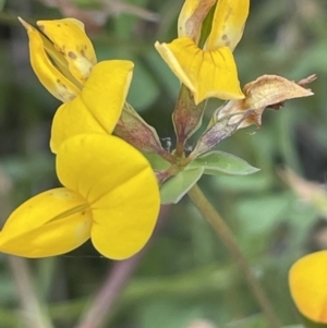 Lotus corniculatus at Booth, ACT - 1 Jan 2022 12:58 PM