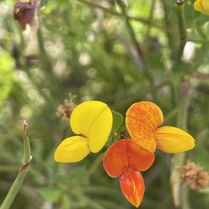 Lotus corniculatus at Booth, ACT - 1 Jan 2022 12:58 PM