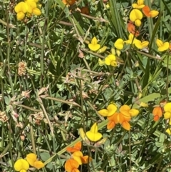 Lotus corniculatus at Booth, ACT - 1 Jan 2022