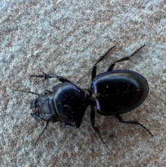 Carenum (genus) (Predatory ground beetle) at Murrumbateman, NSW - 2 Jan 2022 by SimoneC