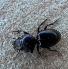 Carenum sp. (genus) (Predatory ground beetle) at Murrumbateman, NSW - 2 Jan 2022 by SimoneC