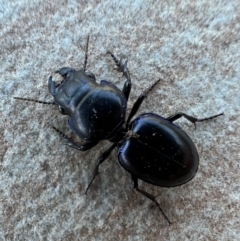 Carenum sp. (genus) at Murrumbateman, NSW - 2 Jan 2022