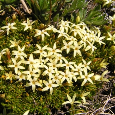 Stackhousia pulvinaris (Alpine Stackhousia) at Kosciuszko National Park - 28 Dec 2021 by MatthewFrawley