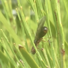 Formicidae (family) (Unidentified ant) at Rendezvous Creek, ACT - 22 Dec 2021 by Tapirlord