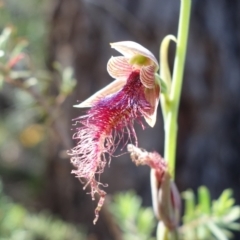 Calochilus gracillimus (Late Beard Orchid) at Jervis Bay National Park - 2 Jan 2022 by RobG1