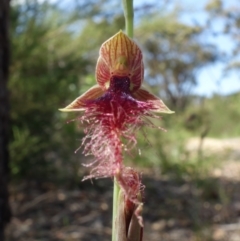 Calochilus gracillimus at Vincentia, NSW - suppressed