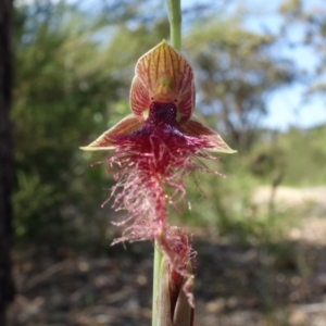 Calochilus gracillimus at Vincentia, NSW - suppressed